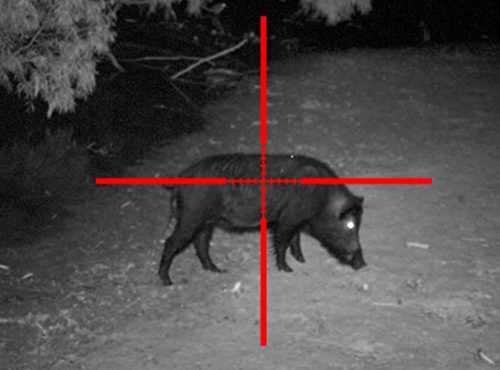 Best Thermal Scopes for Hog Hunting