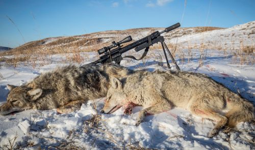 Best Scopes for Coyote Hunting