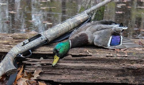 Best Chokes for Duck Hunting